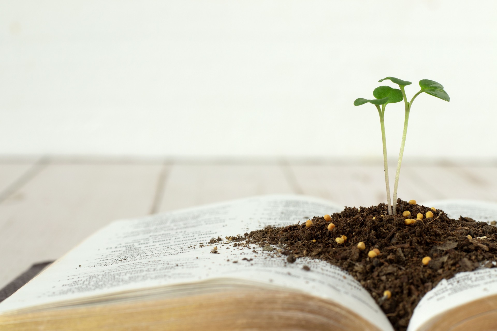 Mustard seed green plant growing in soil on top of open Holy Bible Book with golden pages and white background